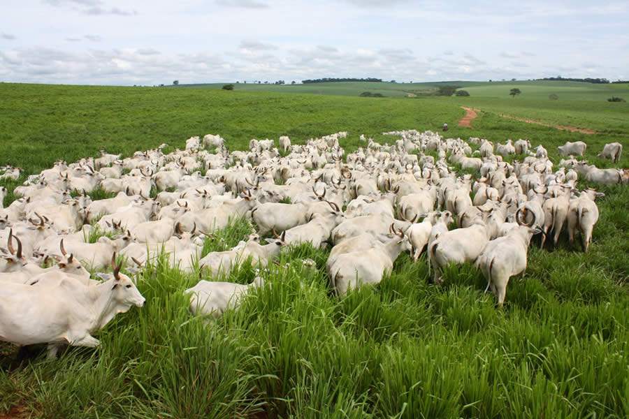 Boa genética dos touros é essencial para sucesso da estação de monta