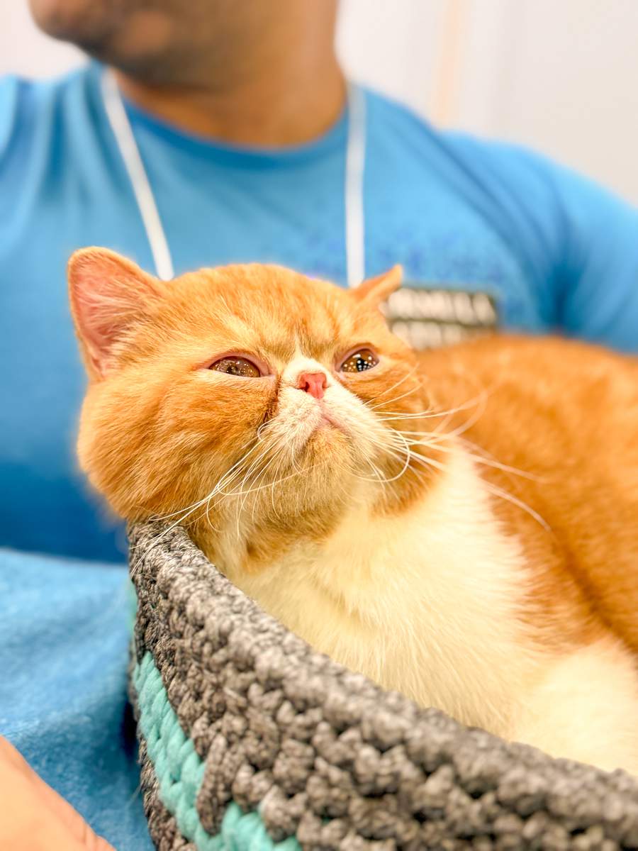 Divulga&ccedil;&atilde;o