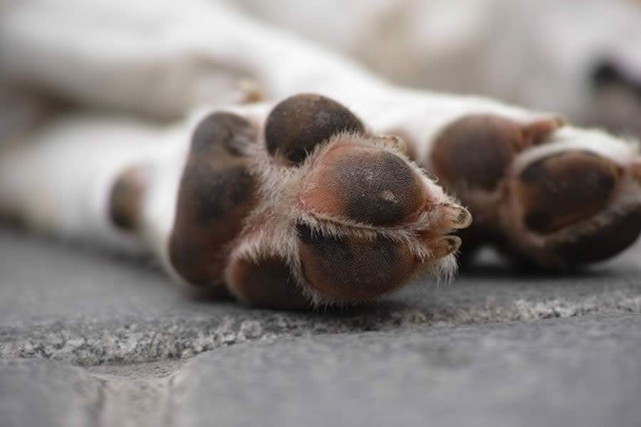 Dezembro Verde: 10% dos cães sem lar no mundo vivem pelas ruas do Brasil