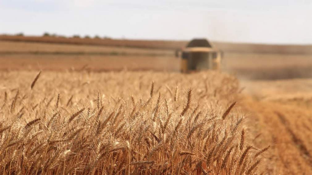 A atenção dos produtores aos desafios fitossanitários do trigo