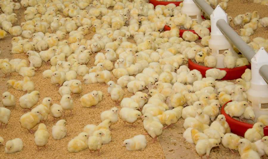 Trouw Nutrition reforça os desafios para a cadeia de proteína animal durante IPPE 2020