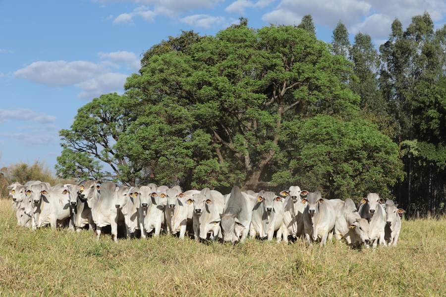 Megaleilão CFM 2022 traz os 500 melhores touros da nova safra
