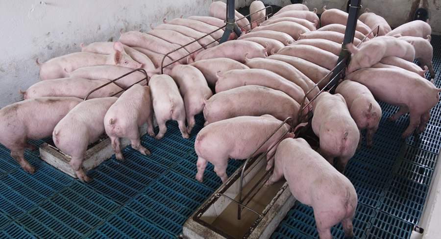 Imagem: Divulga&ccedil;&atilde;o