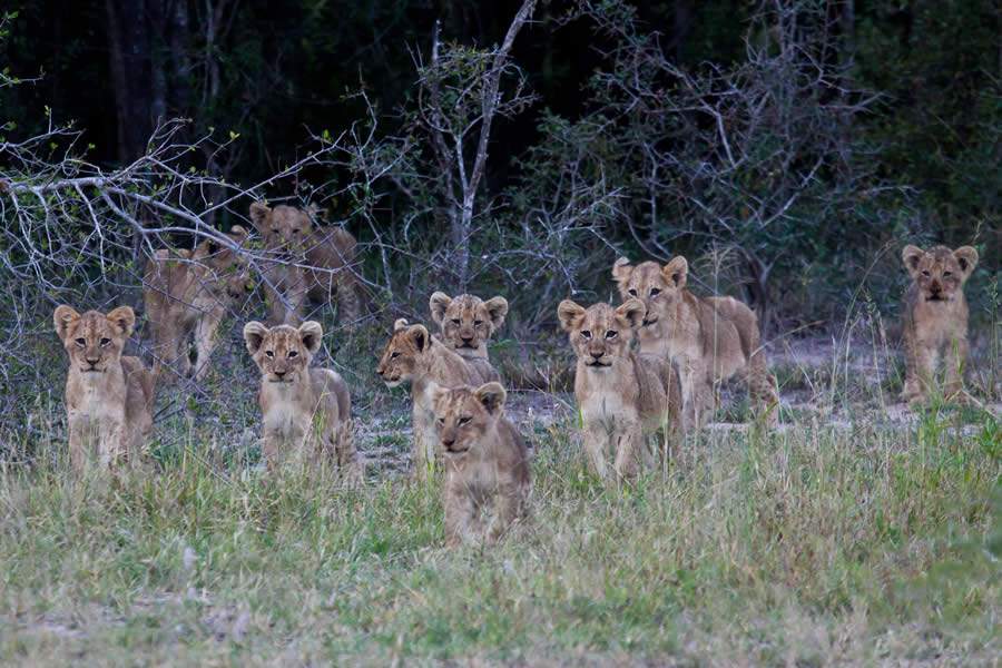 Que tal conhecer a savana sul-africana sem sair de casa?