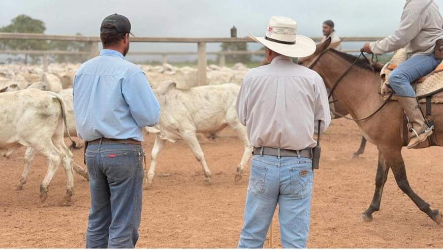 CFM-Seleca-de-touros-jovens-da-CFM-a-todo-vapor-credito-divulgacao