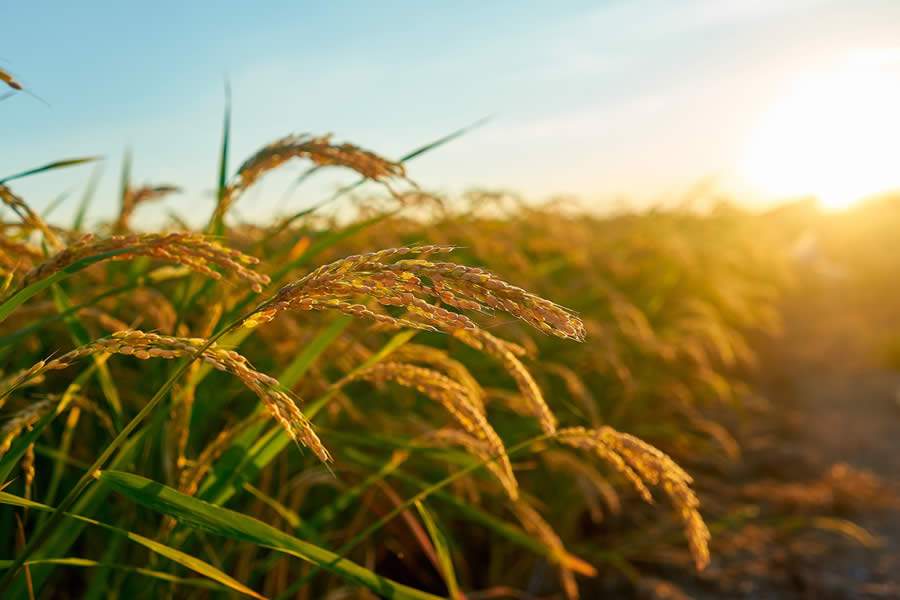 Inoculante biológico eleva a produtividade das lavouras de arroz e diminui a necessidade de adubação nitrogenada