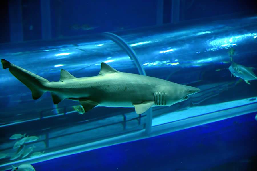 AquaRio realiza a terceira edição da Shark Week