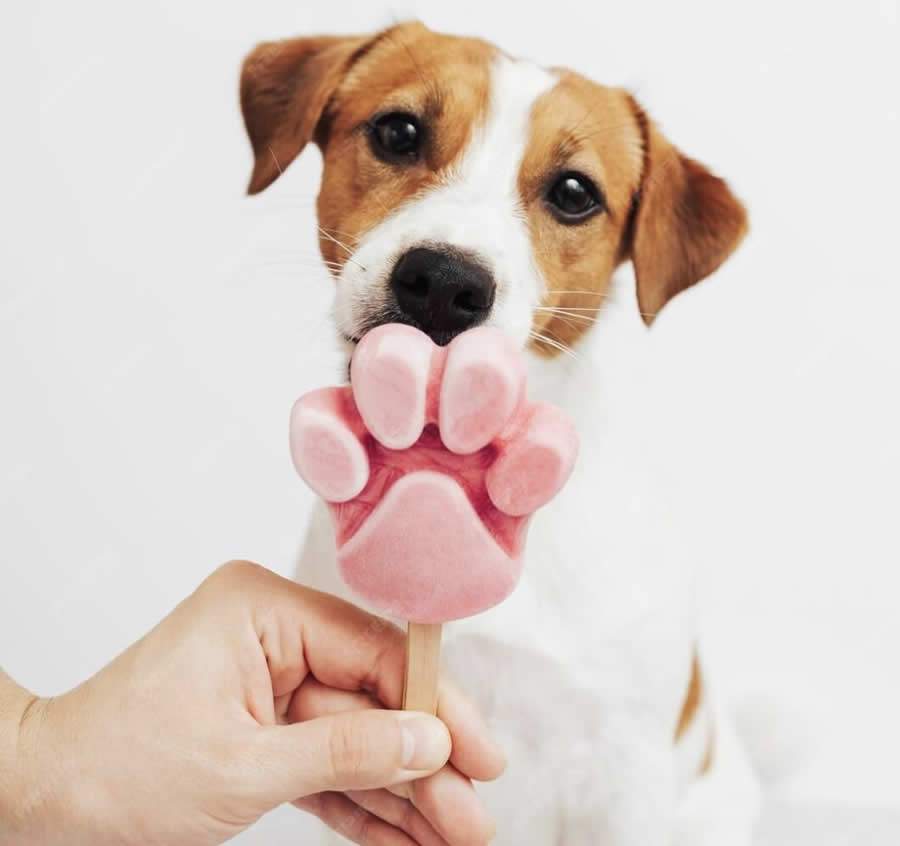  Hidrata&ccedil;&atilde;o, brincadeiras com &aacute;gua, aten&ccedil;&atilde;o aos hor&aacute;rios de passeio e preven&ccedil;&atilde;o contra carrapatos s&atilde;o alguns dos cuidados fundamentais com a sa&uacute;de dos pets no ver&atilde;o - Cr&eacute;dito das fotos Freepik