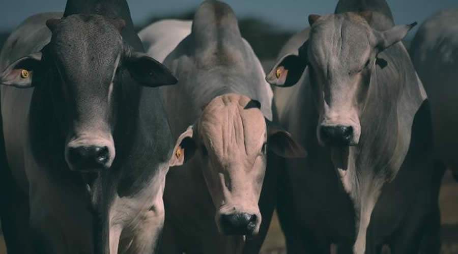 Leilão Série Ouro Agro Mata Velha oferta matrizes e reprodutores Nelore com boa avaliação