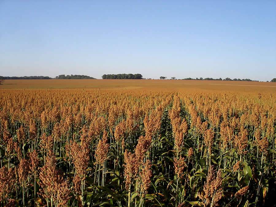 ORIGEO-Sorgo-vira-aposta-de-rentabilidade-na-safrinha-foto-por-Tardin-Flavio-EMBRAPA