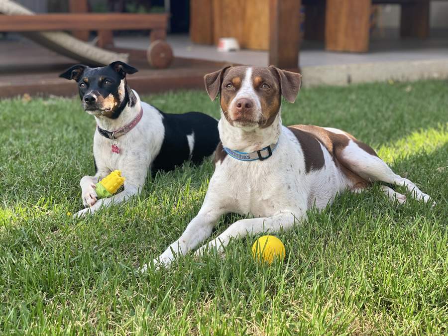 Cidades pet friendly crescem no Brasil e transformam a forma como tutores viajam e vivem com seus animais