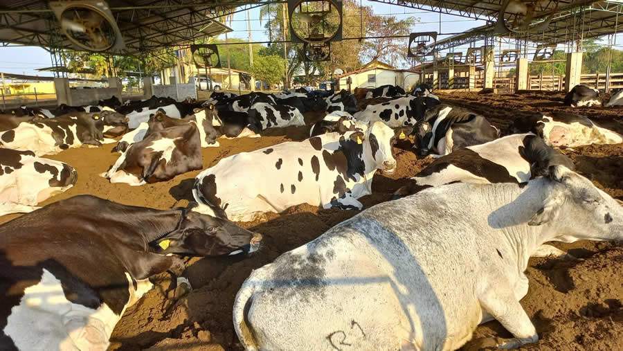 Estresse térmico é o vilão da produtividade leiteira no verão