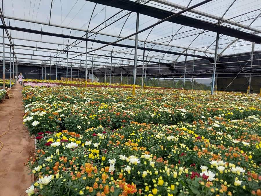 Colorido das flores, durabilidade e pre&ccedil;os competitivos s&atilde;o atrativos para consumidores - Divulga&ccedil;&atilde;o