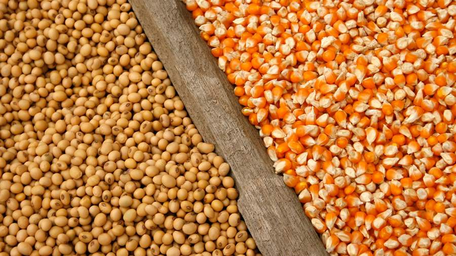 Sementeiras e Cooperativas preparam tabelas de pre&ccedil;o distintas para produtores de gr&atilde;os do MT - Divulga&ccedil;&atilde;o