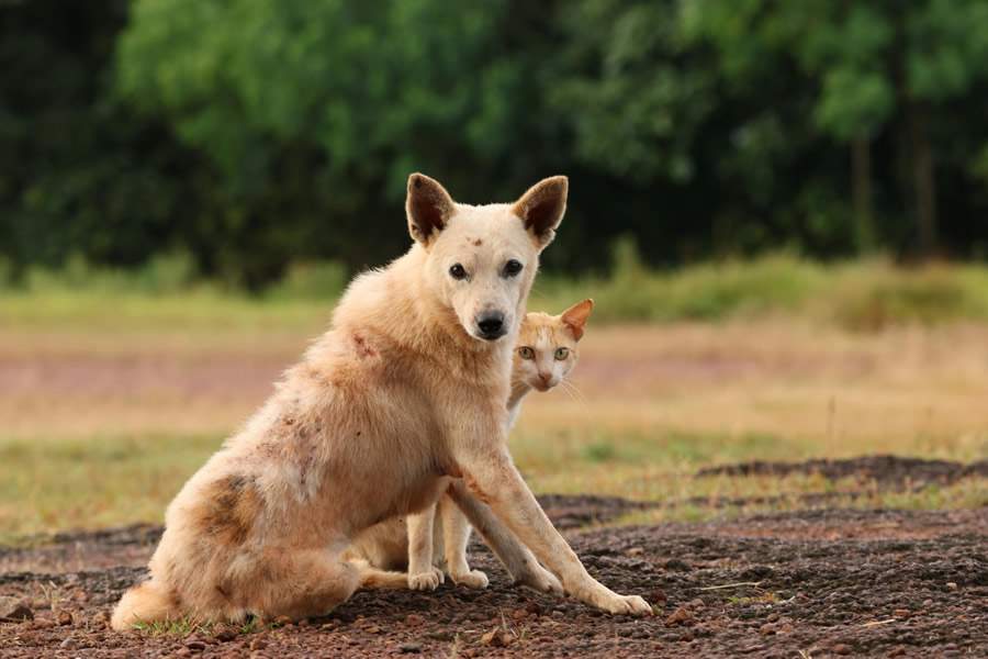 Crédito: Divulgação  