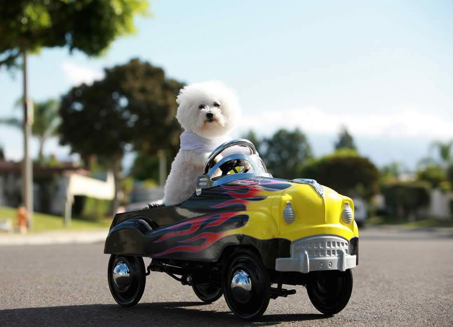 Dicas para viajar com os pets de carro