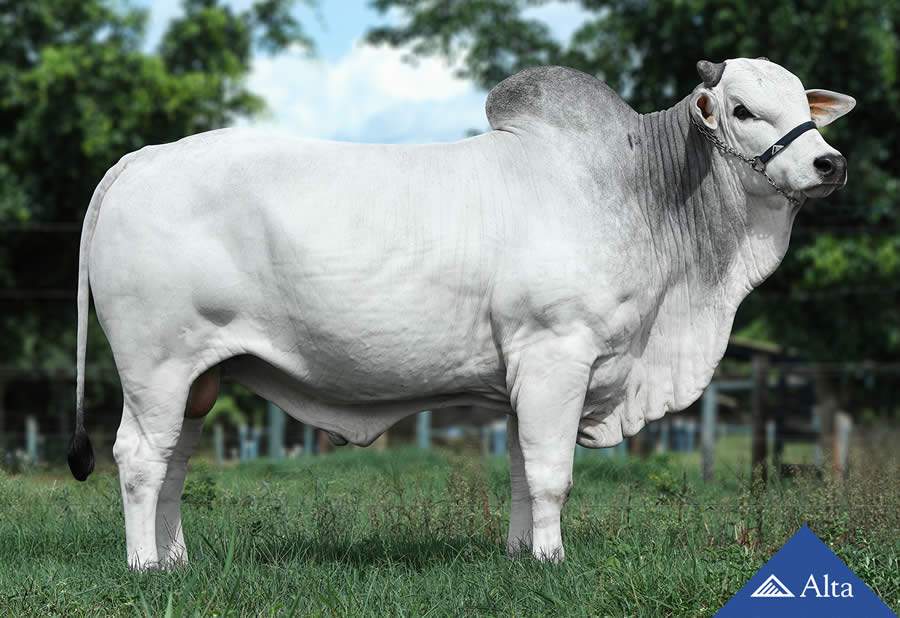 Alta divulga lista de touros com alta fertilidade