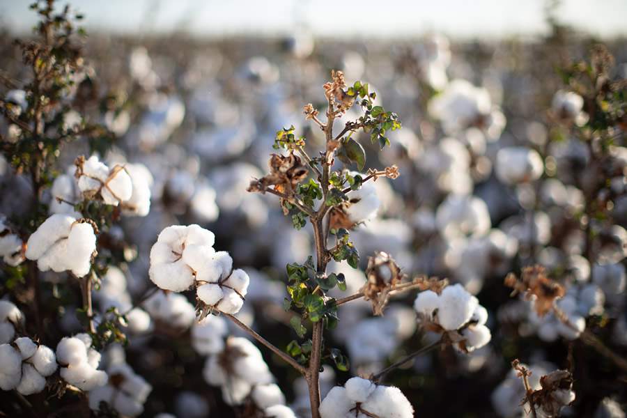 Clima do Cerrado est&aacute; favor&aacute;vel ao desenvolvimento do algod&atilde;o na safra 2025/2026, aponta Conab