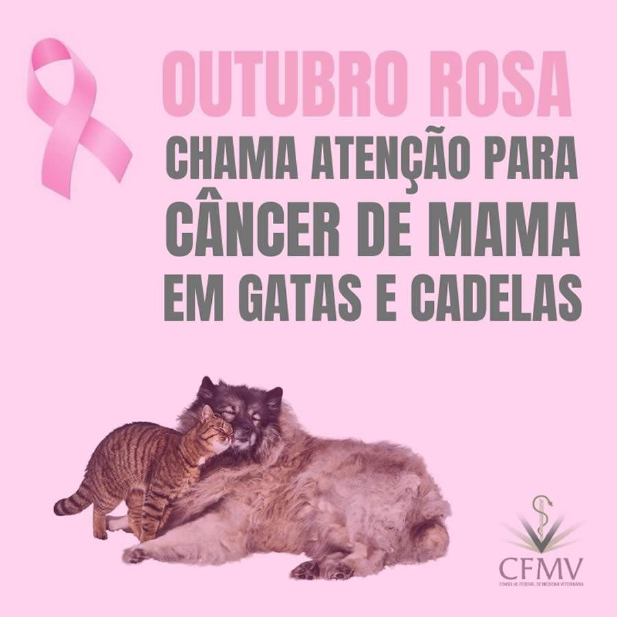 Outubro Rosa chama atenção para câncer de mama em cadelas e gatas