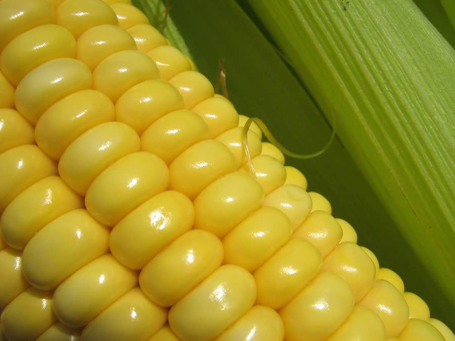 Proteção do milho e da soja são temas da UPL no TecnoAgro, em MS