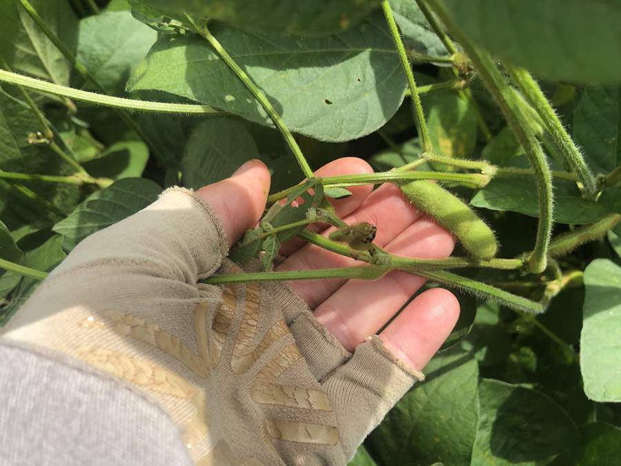 Dano da praga em soja