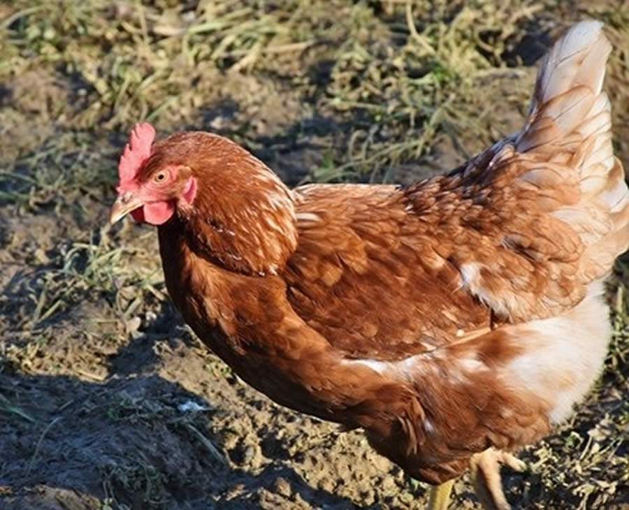 A importância da nutrição e manejo de galinhas poedeiras nos resultados da produção de ovos