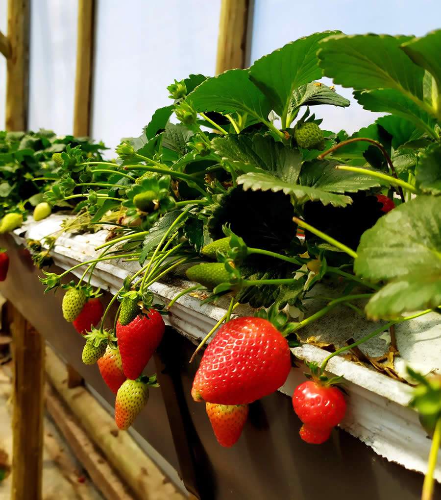 Morangos são produzidos sem agrotóxico e sem tocar o chão - Divulgação Grupo AP2