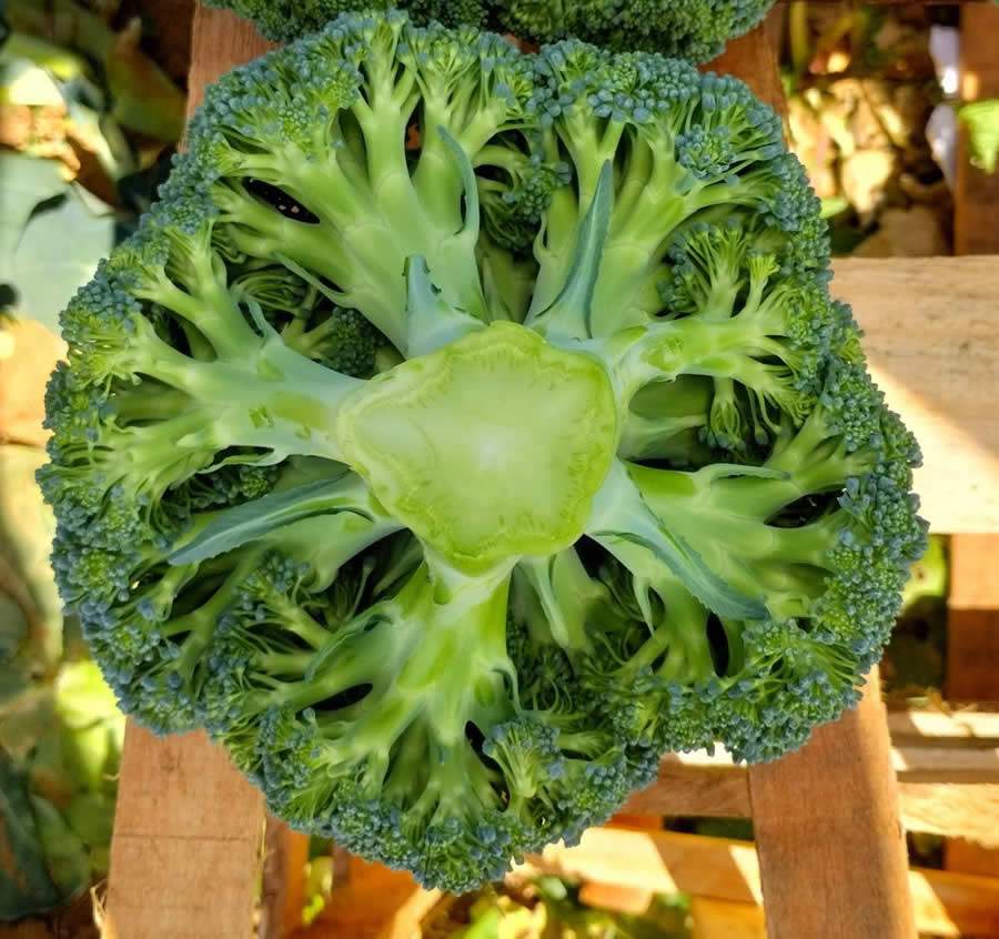 Vista da estrutura do Brócolis Ninja