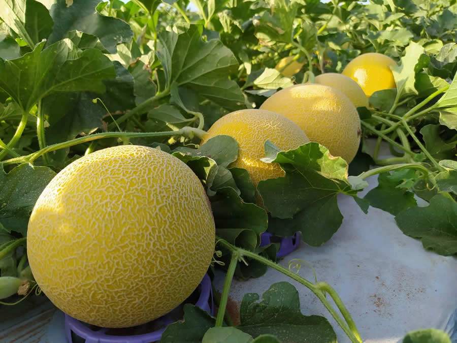 Mel&atilde;o: da Caatinga para o mundo