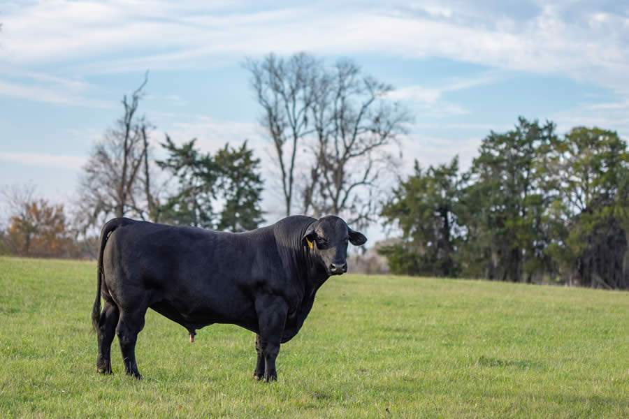 Associação entre antimicrobiano e anti-inflamatório é eficaz para o tratamento de infecções em bovinos