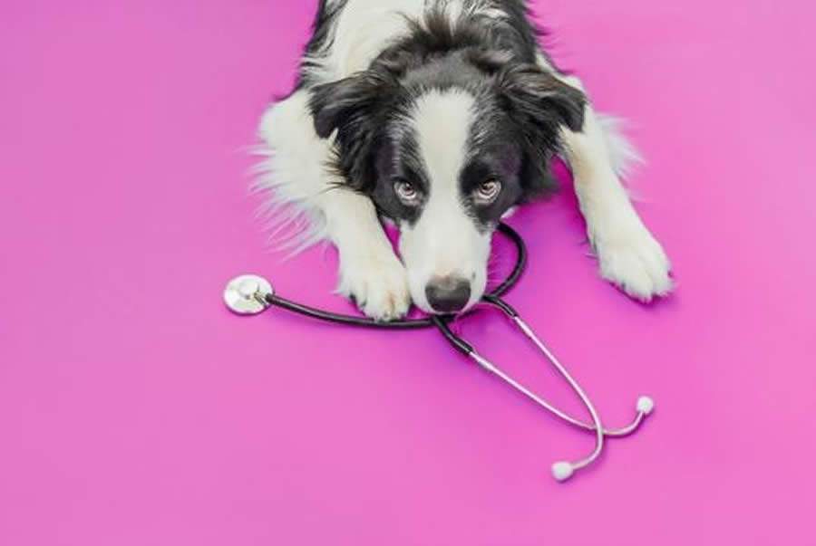 Cr&eacute;dito: Shutterstock/Divulga&ccedil;&atilde;o PremieRpet&reg;.