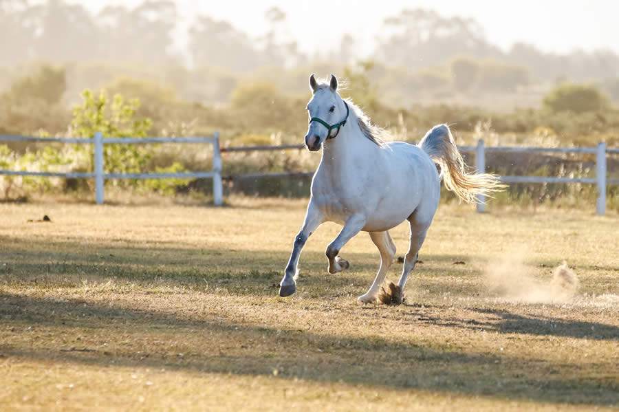 Vetnil-Probioticos-sao-aliados-da-saude-gastrointestinal-dos-equinos-foto-divulgacao