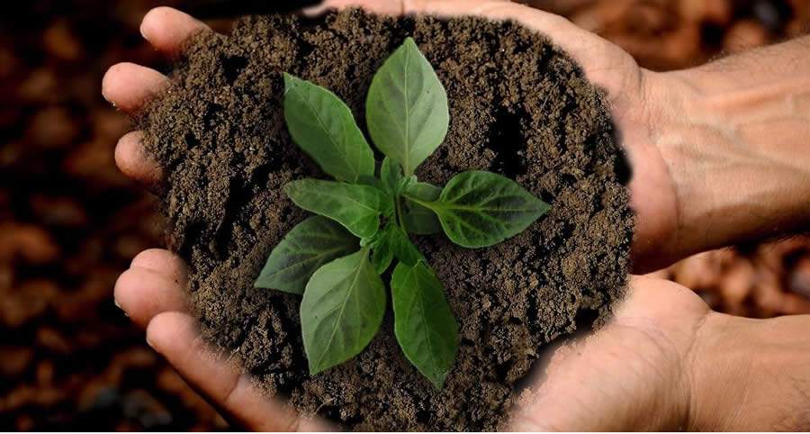 Campanha de fim de ano da netLex tem cunho ecológico e conta com o plantio de mais de 170 árvores