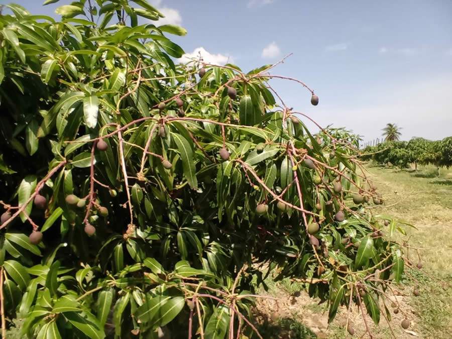 Manga precisa de cuidados na indução pré-floral