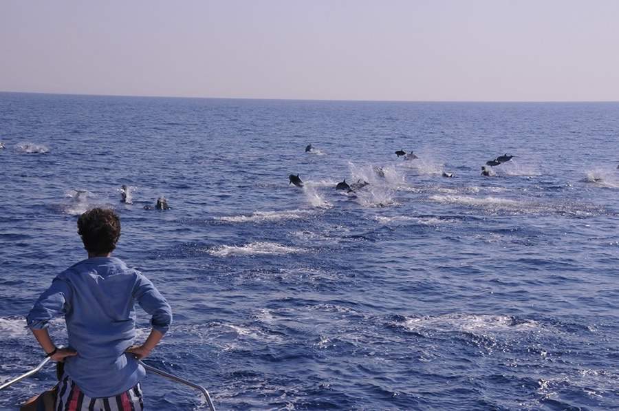 Principado de Mônaco lança nova atração turística: observação de baleias e golfinhos