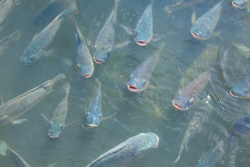 Congresso simplifica processo de liberação de Águas da União para a piscicultura