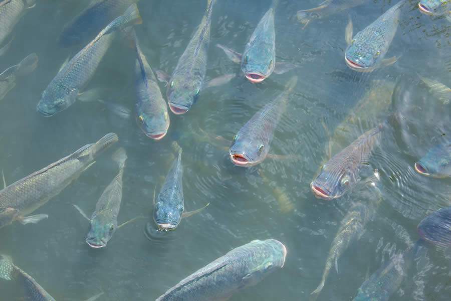 Congresso simplifica processo de liberação de Águas da União para a piscicultura