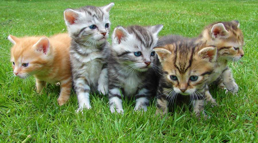 Comum em gatos, esporotricose causa lesões graves e pode ser transmitida a humanos