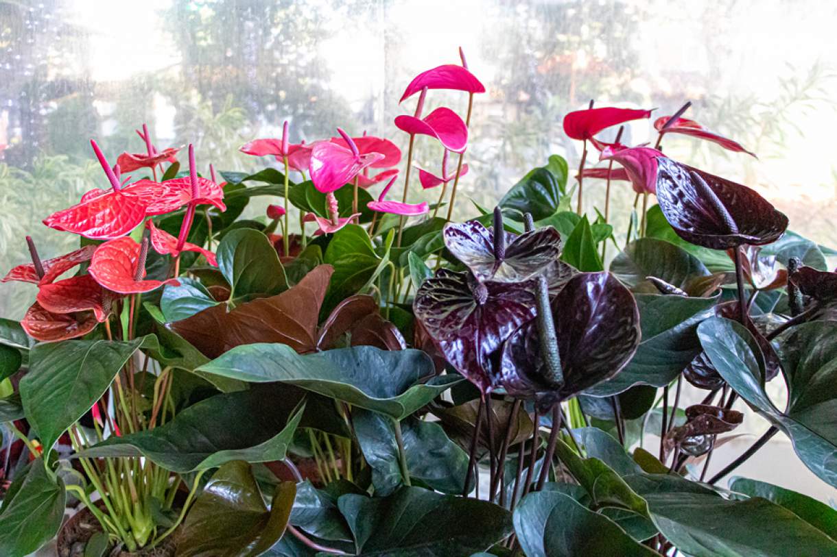 Produtores customizam flores e plantas para estimular vendas para as festas  de fim de ano | SEGS - Portal Nacional de Seguros, Saúde, Info, Ti, Educação