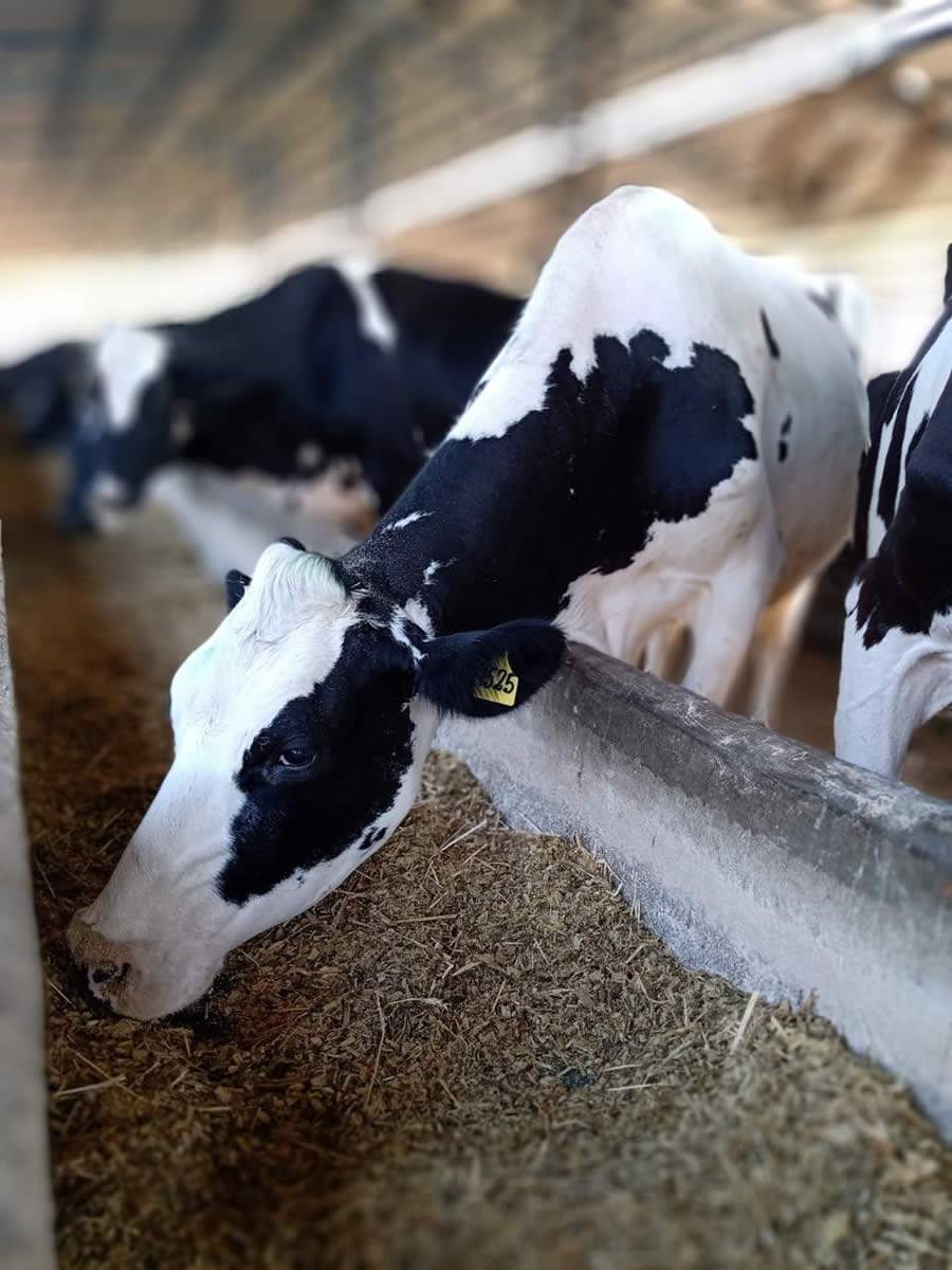 Nutri&ccedil;&atilde;o no per&iacute;odo seco exige aten&ccedil;&atilde;o especial para suprir as exig&ecirc;ncias das vacas leiteiras