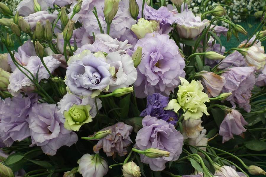 Lisianthus - Foto de Rameshng CC - Crédito: Divulgação