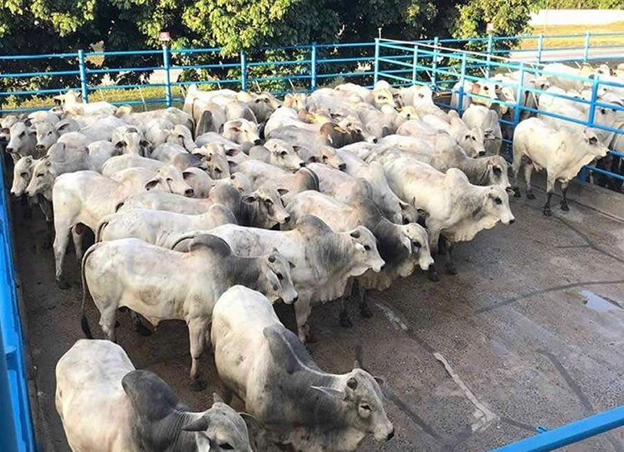 Araguaína (TO) recebe 22ª etapa do Circuito Nelore de Qualidade