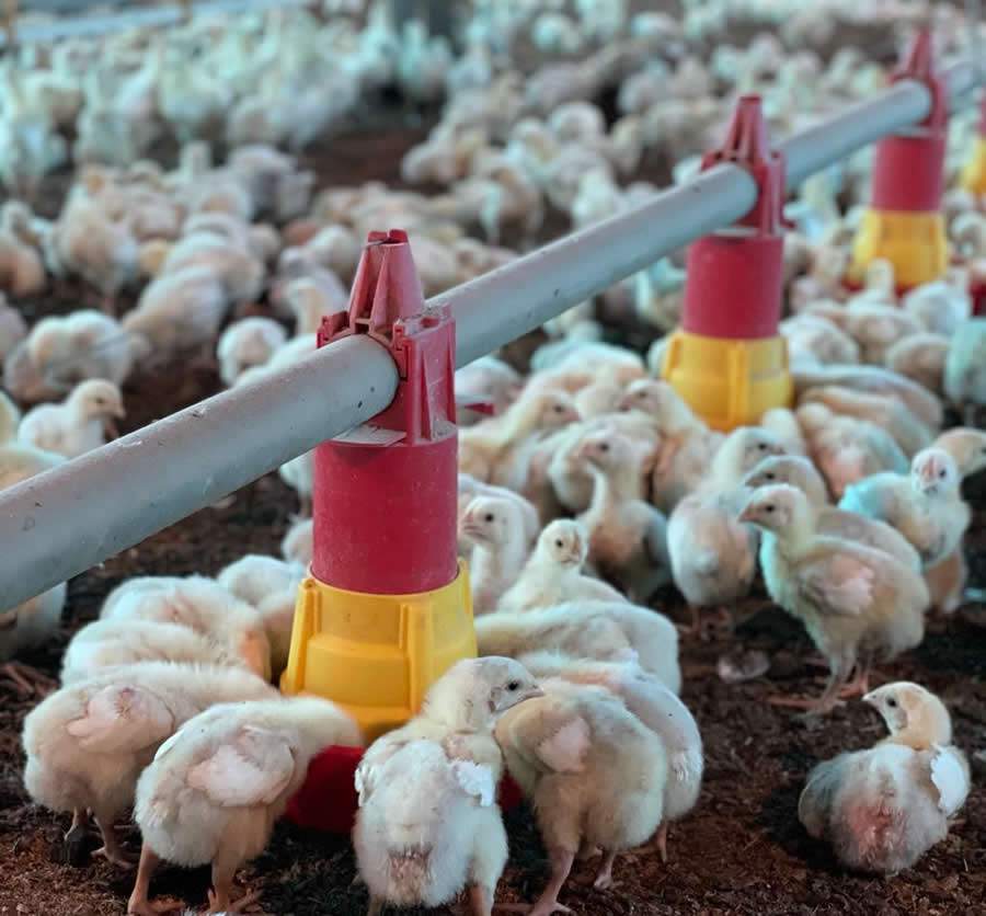 AUSTER-Frangos-de-corte-tem-melhor-conversao-alimentar-no-inverno-mas-desafio-e-uniformidade-de-lotes-Foto-Divulgacao