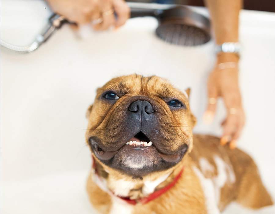 Plataforma Pet Care oferece matérias-primas para fabricantes de produtos para animais de estimação