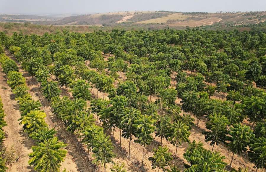 Madeira é usada como hedge cambial para proteger dinheiro contra flutuações da moeda no Brasil