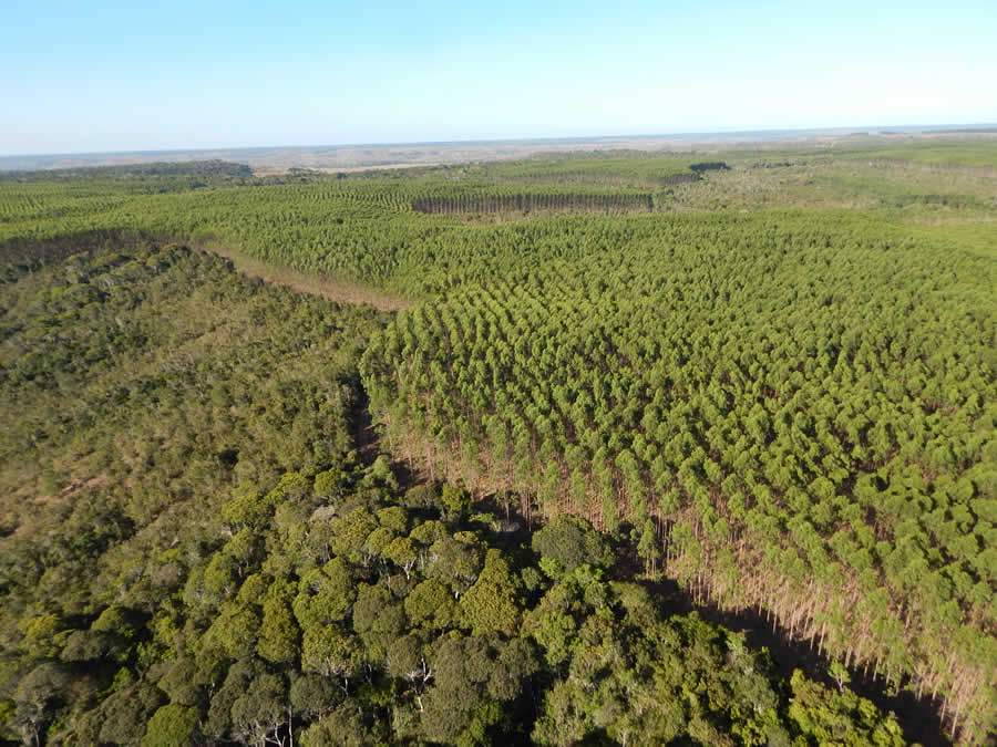  Plantio de eucalipto alternado com mata nativa - Foto: Acervo Bracell