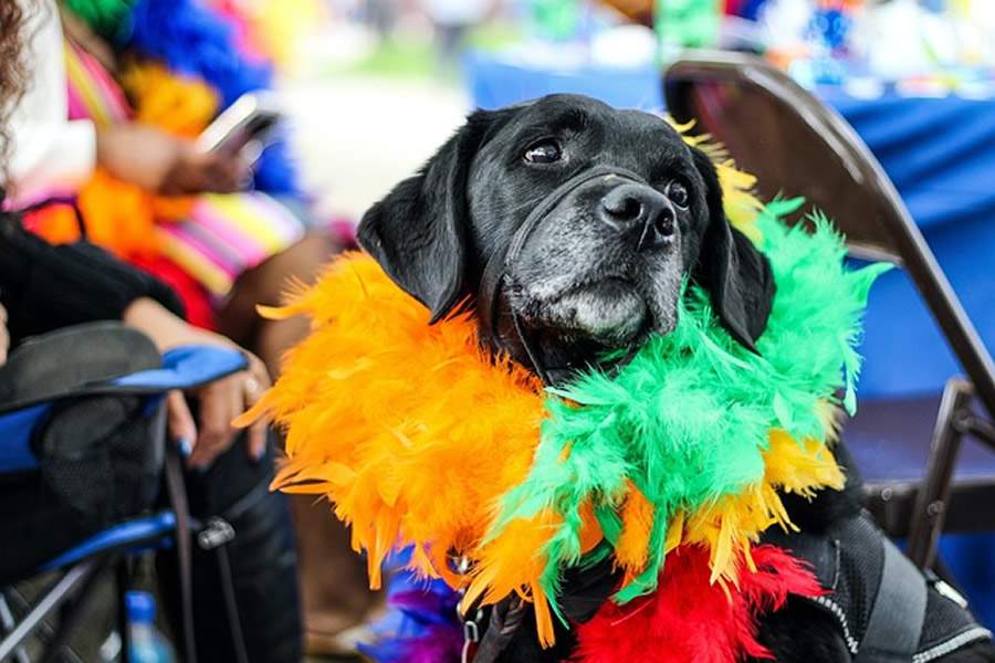 Carnaval 2023: Devo levar meu cachorro para a folia?