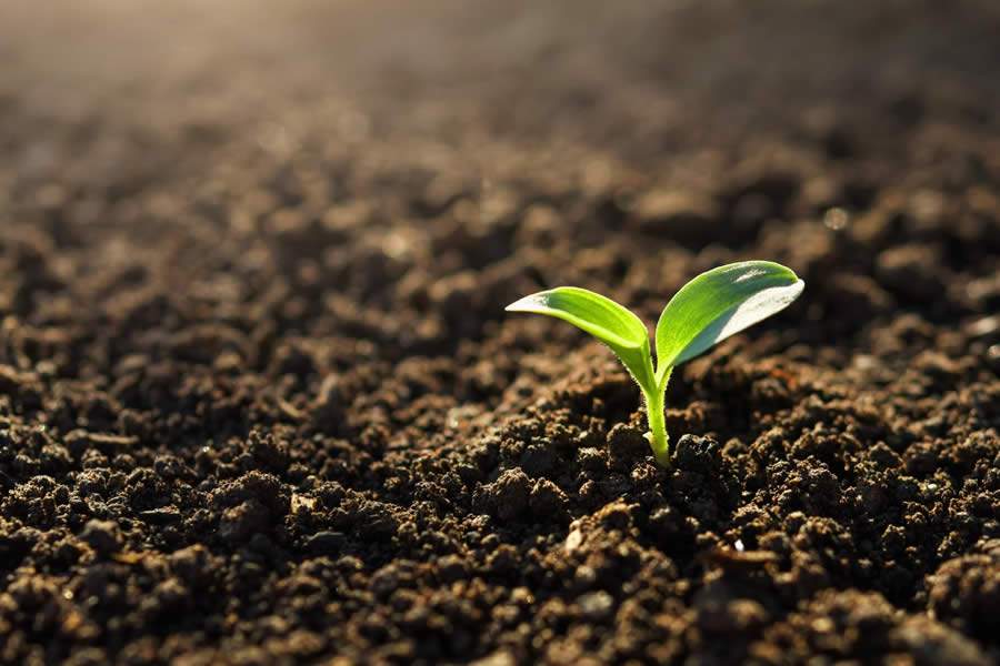 Ativo Verde: mais um instrumento para a restauração ecológica do Programa Nascentes