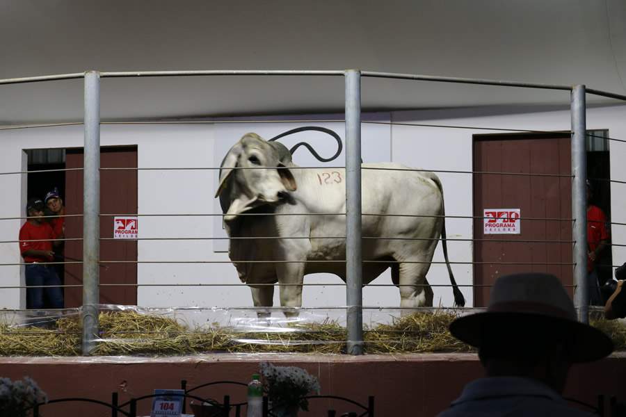 Casa Branca coloca &agrave; venda 180 reprodutores e f&ecirc;meas Angus e Brahman selecionados, em 4 de setembro