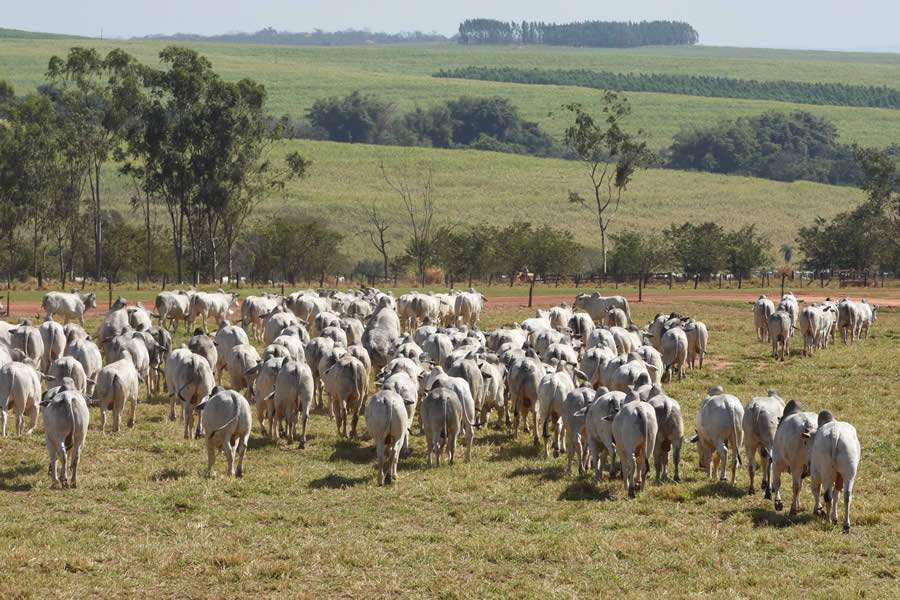 Agro-Pecu&aacute;ria CFM, maior fornecedora de touros Nelore do pa&iacute;s, introduz gen&ocirc;mica na sele&ccedil;&atilde;o de reprodutores